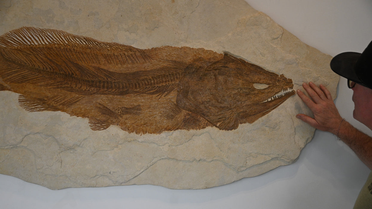 Amia pattersoni | Green River Formation
