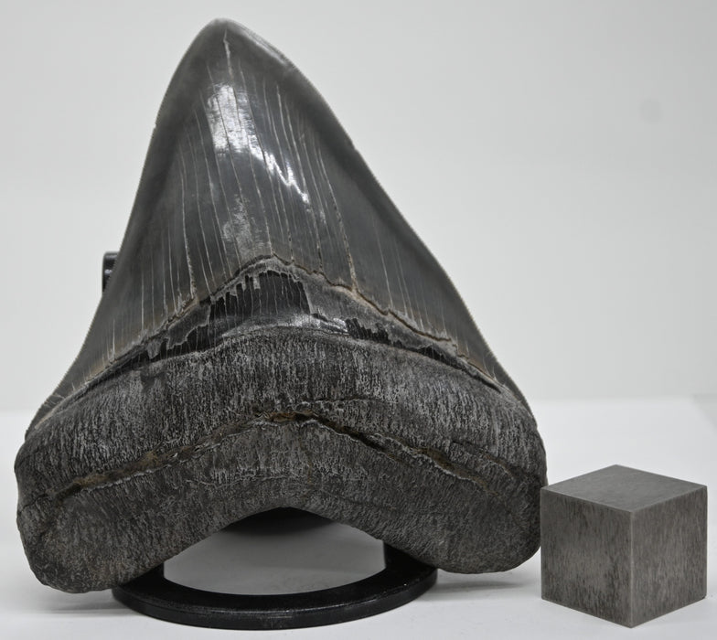 5.68" Megalodon Tooth | Georgia