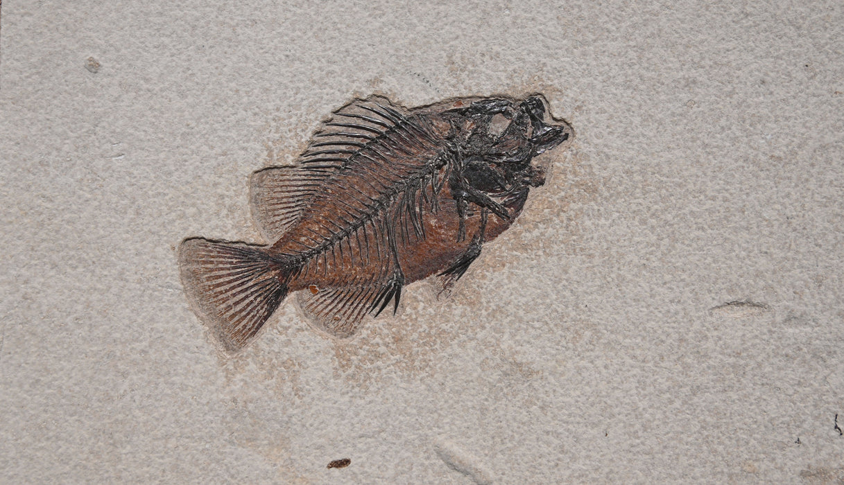 Natural Cockerellites liops and Knightia eocaena | 100% Natural | Green River Formation