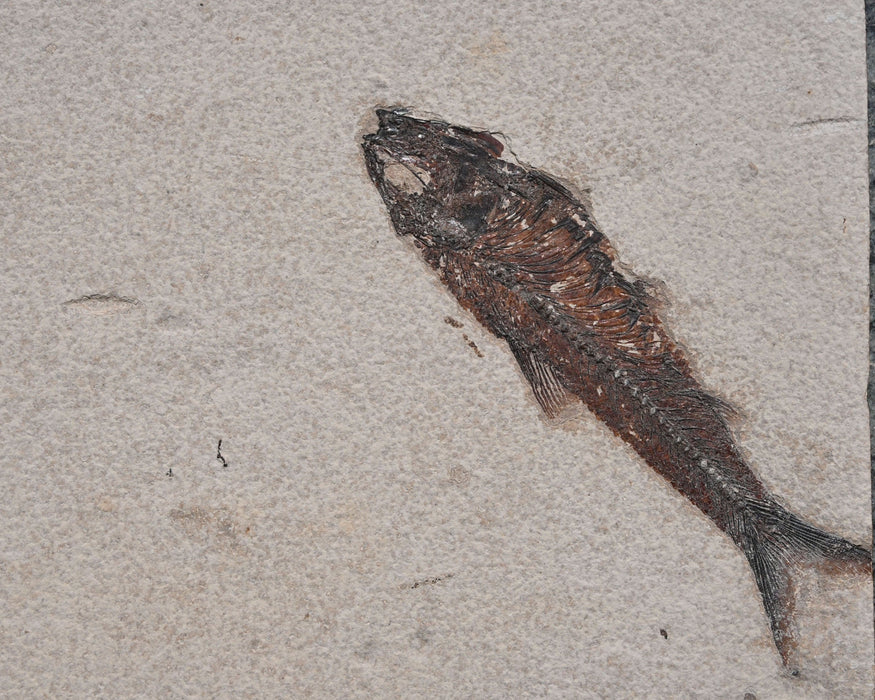 Natural Cockerellites liops and Knightia eocaena | 100% Natural | Green River Formation