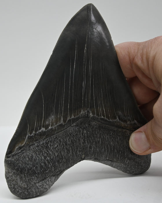5.68" Megalodon Tooth | Georgia