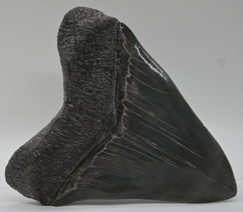 5.68" Megalodon Tooth | Georgia