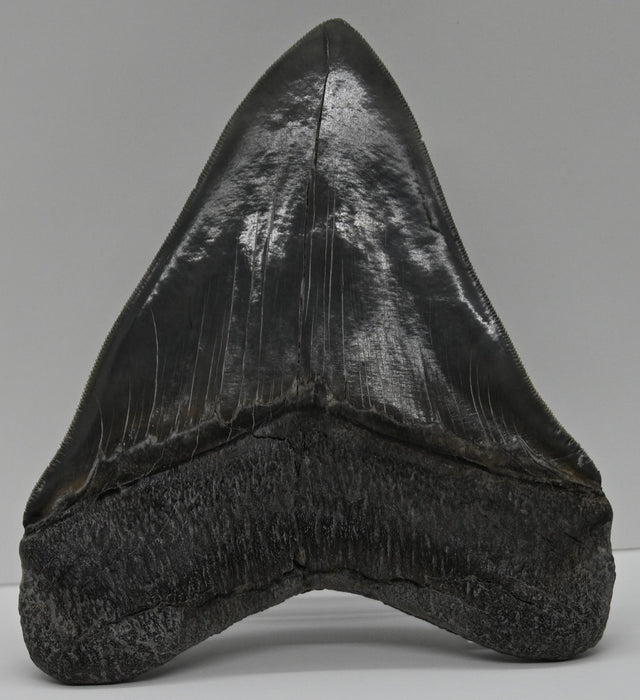 5.68" Megalodon Tooth | Georgia