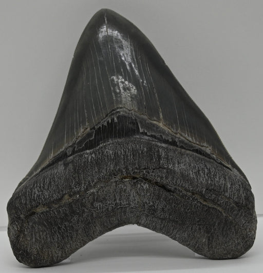 In Stone Fossils