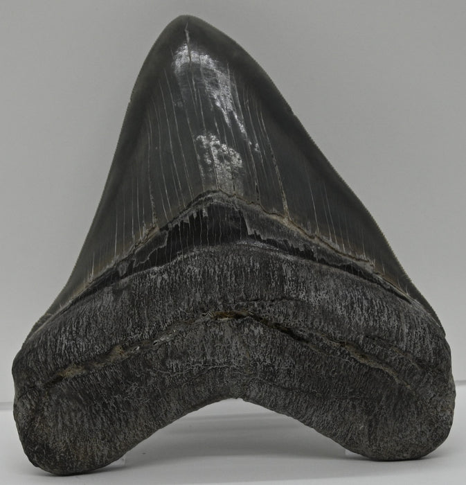 5.68" Megalodon Tooth | Georgia