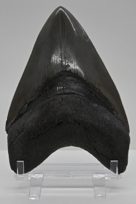 5.11" Megalodon Tooth | Georgia