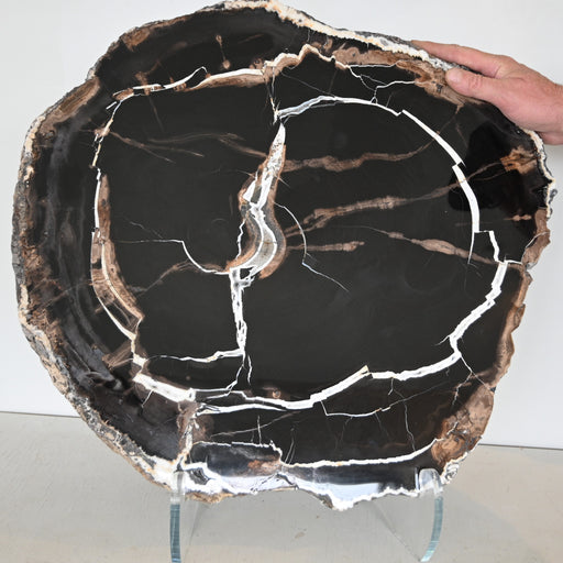In Stone Fossils