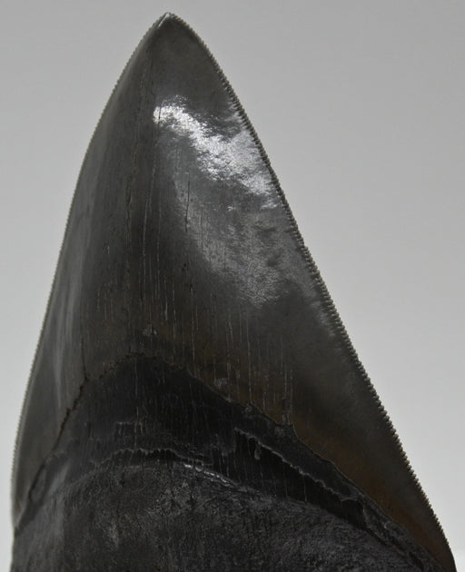 In Stone Fossils