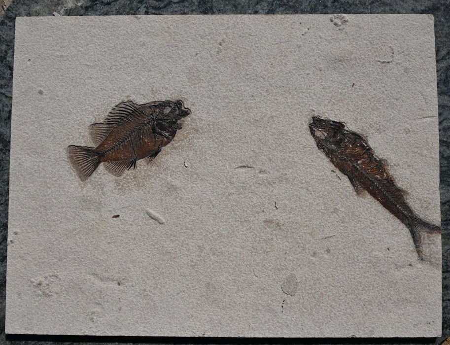 Natural Cockerellites liops and Knightia eocaena | 100% Natural | Green River Formation