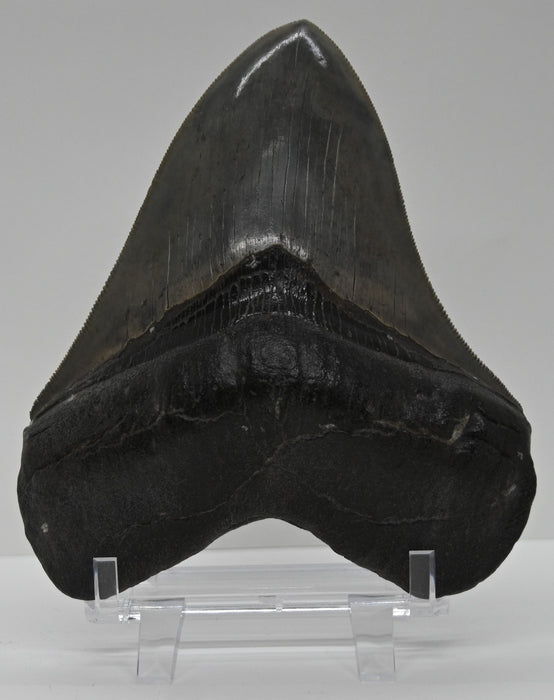 5.19" Megalodon Tooth | Georgia