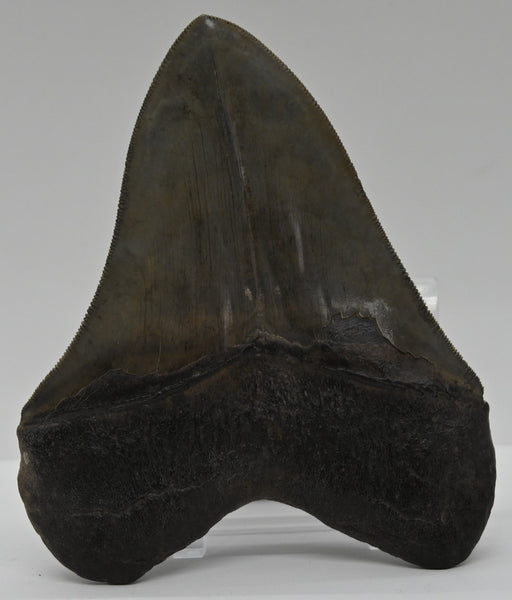 In Stone Fossils