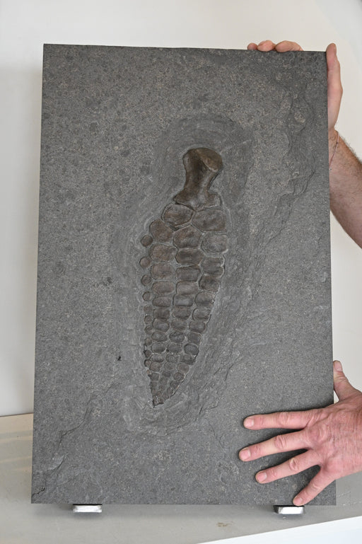In Stone Fossils