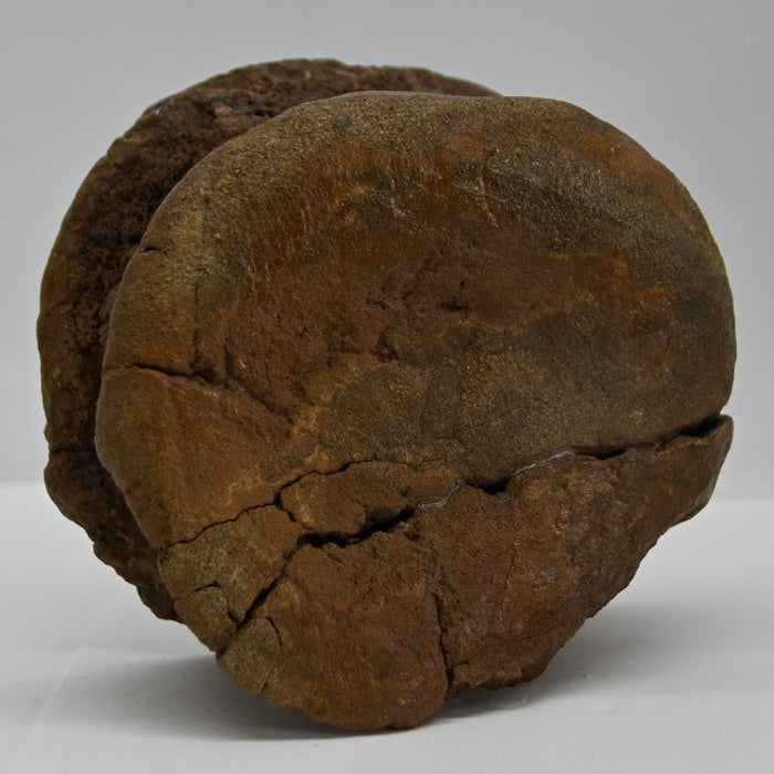 Hadrosaur Caudal (Tail) Vertebra | Judith River Formation | Montana