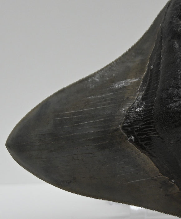 5.19" Megalodon Tooth | Georgia