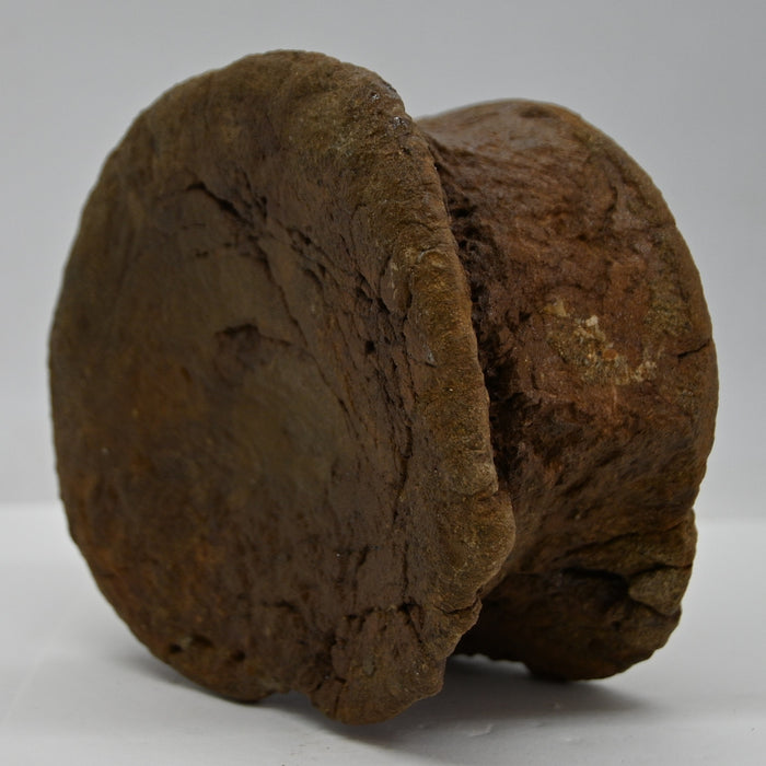 Hadrosaur Caudal (Tail) Vertebra | Judith River Formation | Montana