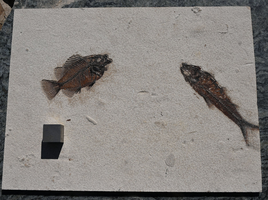 Natural Cockerellites liops and Knightia eocaena | 100% Natural | Green River Formation