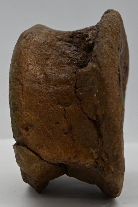 Hadrosaur Caudal (Tail) Vertebra | Judith River Formation | Montana