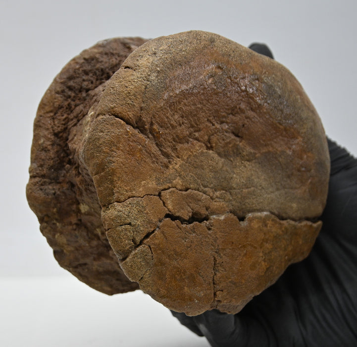 Hadrosaur Caudal (Tail) Vertebra | Judith River Formation | Montana