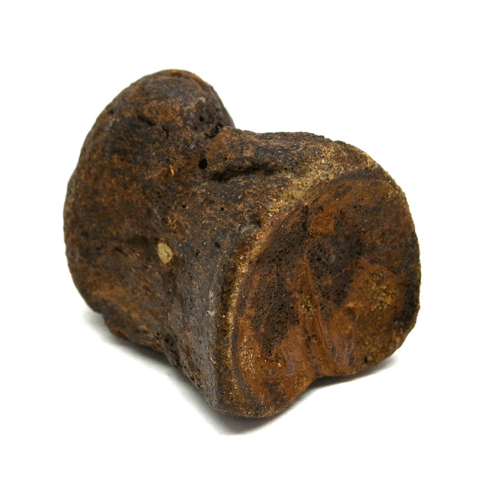 Hadrosaur Vertebra (Cervical?) | Judith River Formation | Montana
