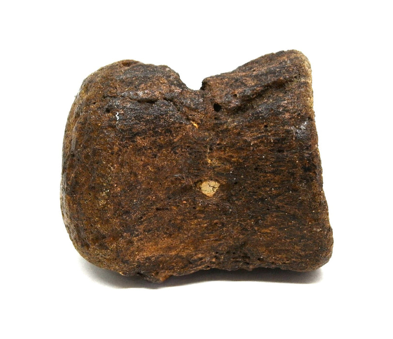 Hadrosaur Vertebra (Cervical?) | Judith River Formation | Montana