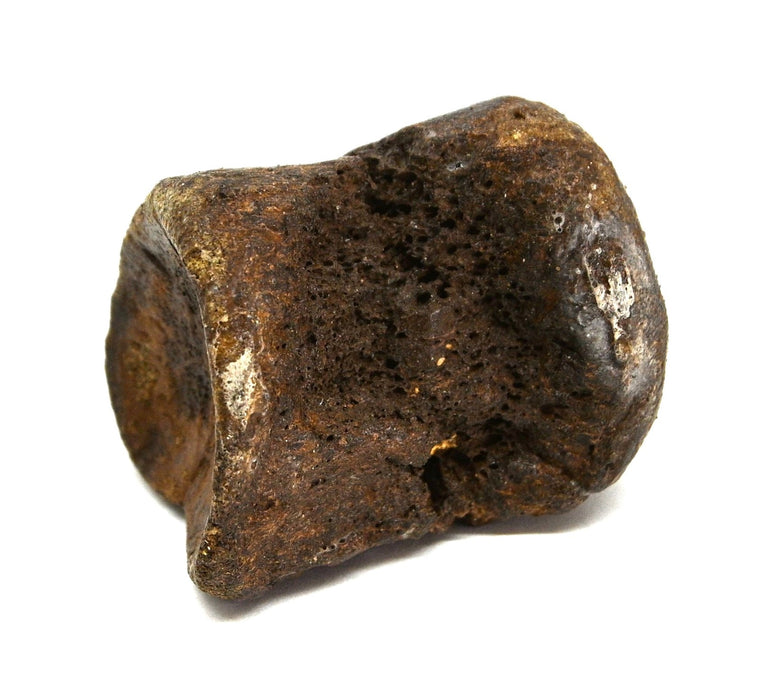 Hadrosaur Vertebra (Cervical?) | Judith River Formation | Montana