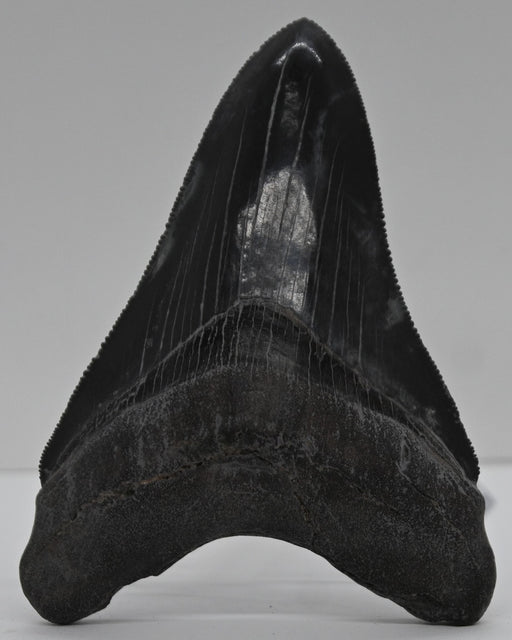 In Stone Fossils