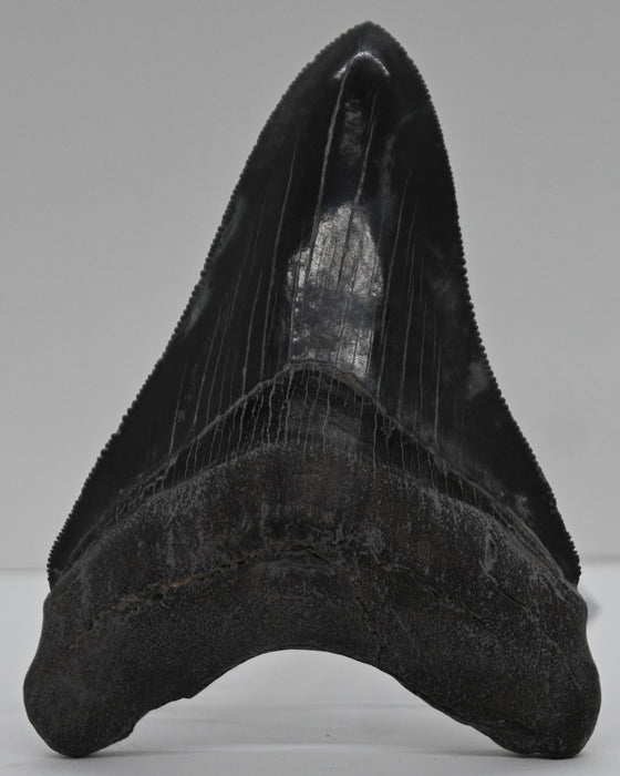 4" Megalodon Tooth | Georgia