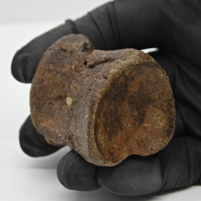 Hadrosaur Vertebra (Cervical?) | Judith River Formation | Montana