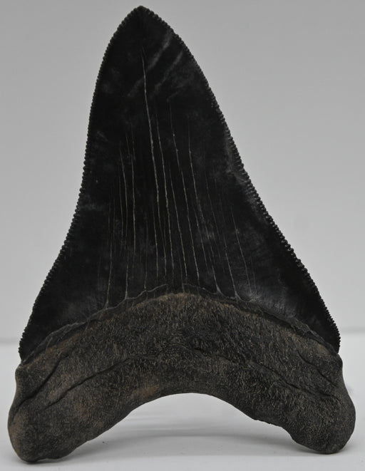 In Stone Fossils