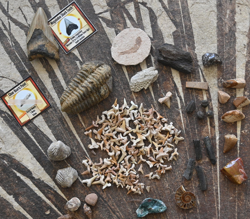Fossil Discovery Bucket