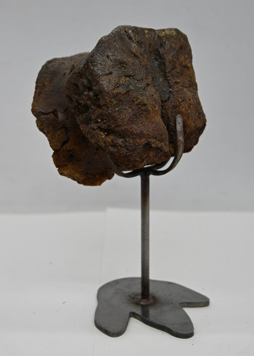 In Stone Fossils