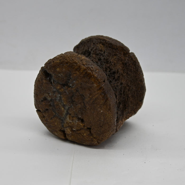 Hadrosaur Caudal (Tail) Vertebra | Judith River Formation | Montana