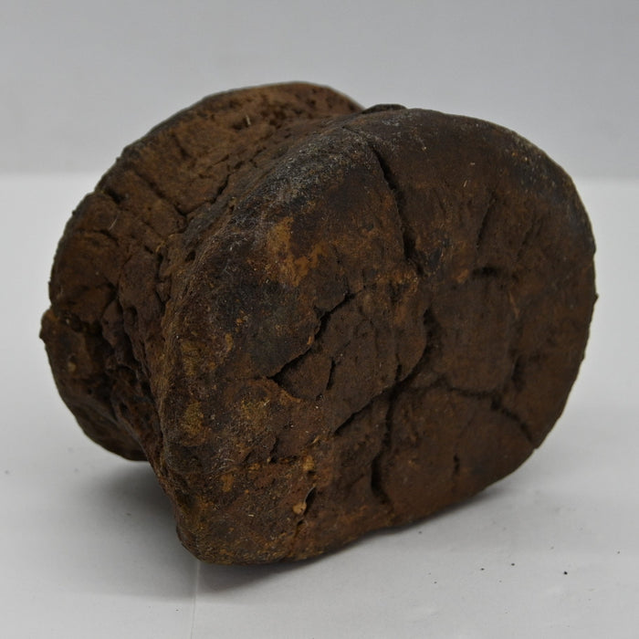 Hadrosaur Caudal (Tail) Vertebra | Judith River Formation | Montana