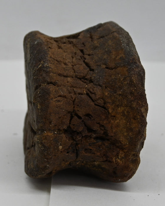 Hadrosaur Caudal (Tail) Vertebra | Judith River Formation | Montana