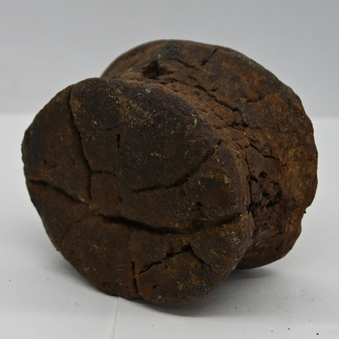 Hadrosaur Caudal (Tail) Vertebra | Judith River Formation | Montana