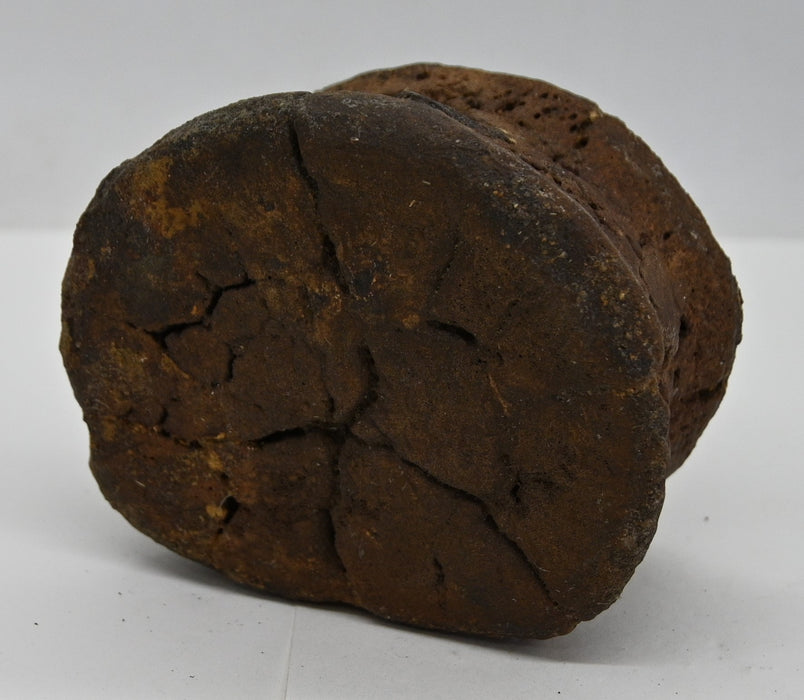 Hadrosaur Caudal (Tail) Vertebra | Judith River Formation | Montana