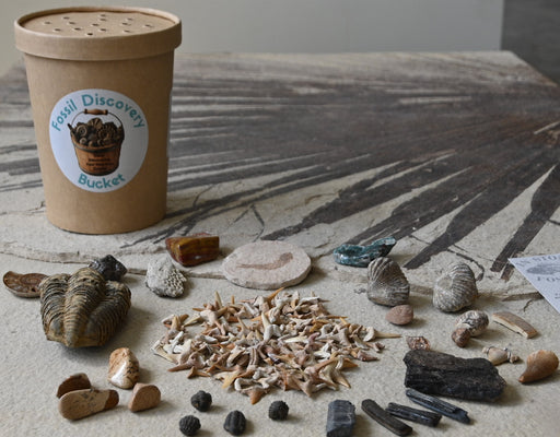 In Stone Fossils