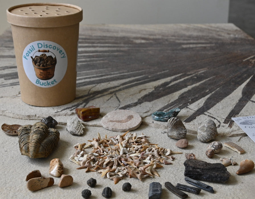 Fossil Discovery Bucket