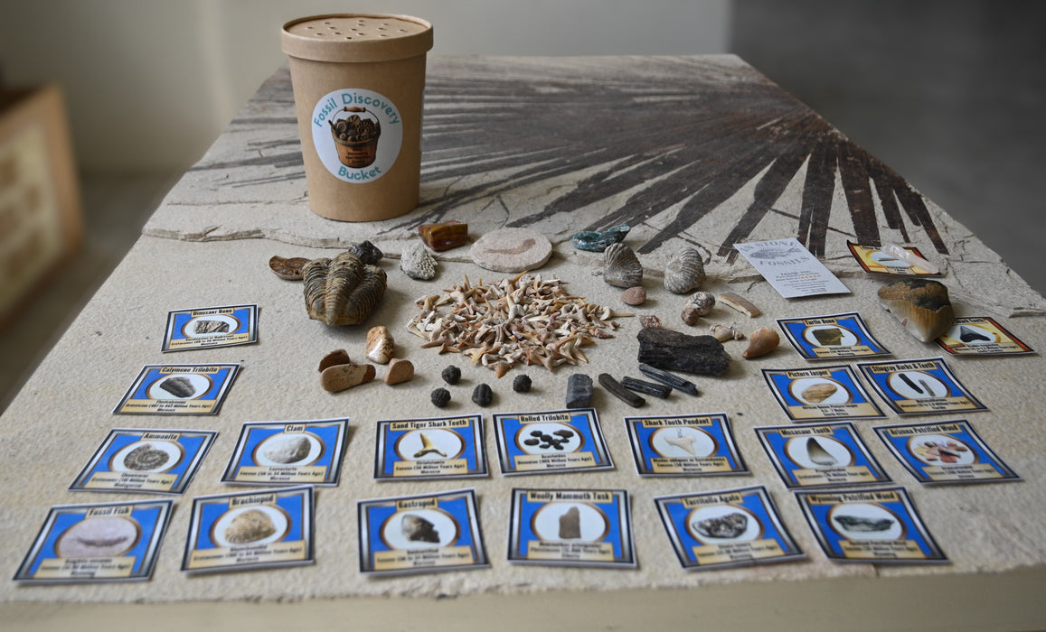 Fossil Discovery Bucket