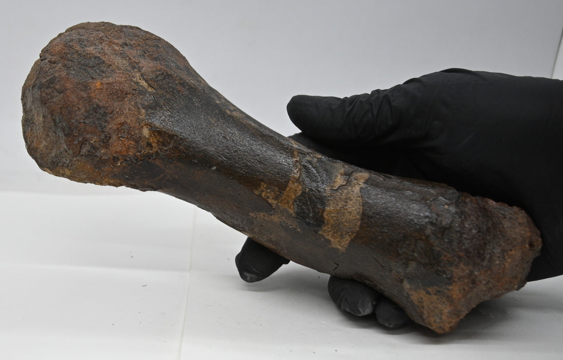 Juvenile Hadrosaur Metatarsal (IV) Bone | Judith River Formation | Montana