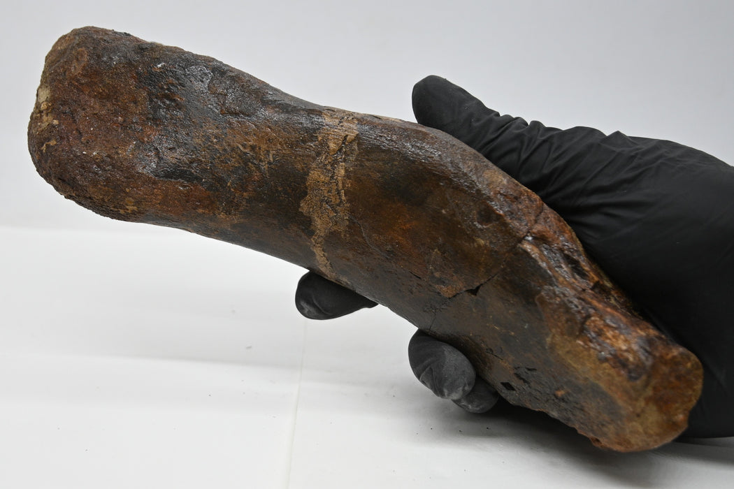 Juvenile Hadrosaur Metatarsal (IV) Bone | Judith River Formation | Montana