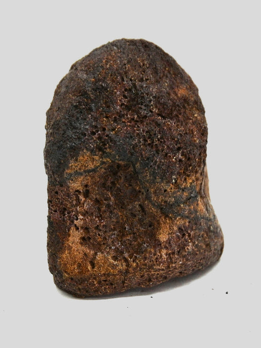 Hadrosaur Vertebra (Cervical?) | Judith River Formation | Montana