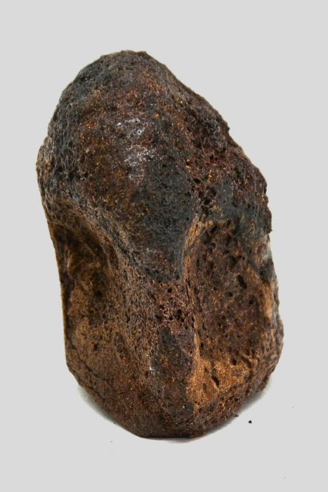 Hadrosaur Vertebra (Cervical?) | Judith River Formation | Montana