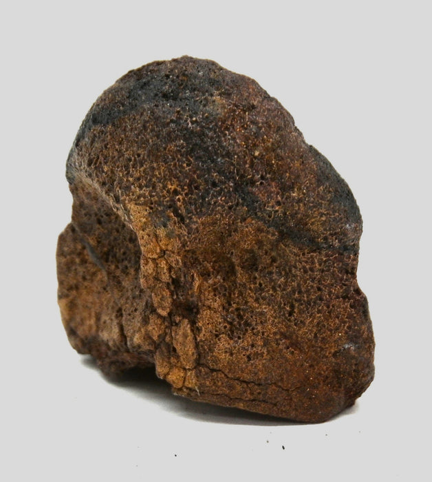 Hadrosaur Vertebra (Cervical?) | Judith River Formation | Montana