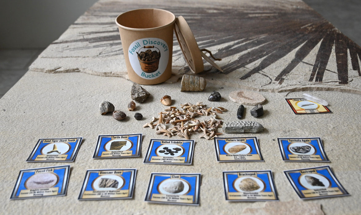 Mini Fossil Discovery Bucket
