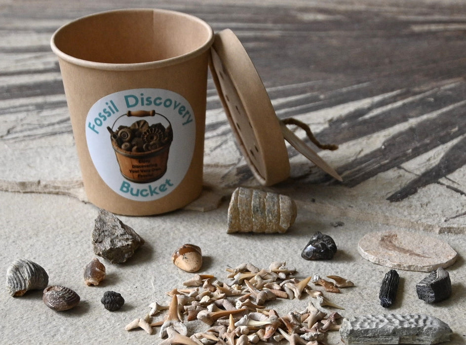 Mini Fossil Discovery Bucket