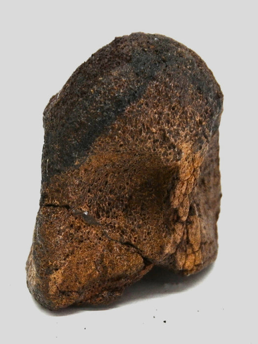 Hadrosaur Vertebra (Cervical?) | Judith River Formation | Montana