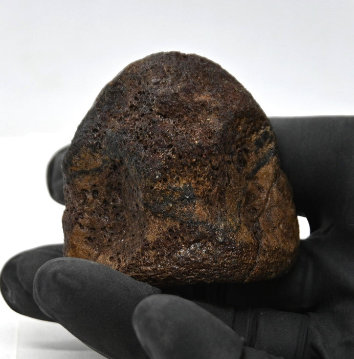 Hadrosaur Vertebra (Cervical?) | Judith River Formation | Montana