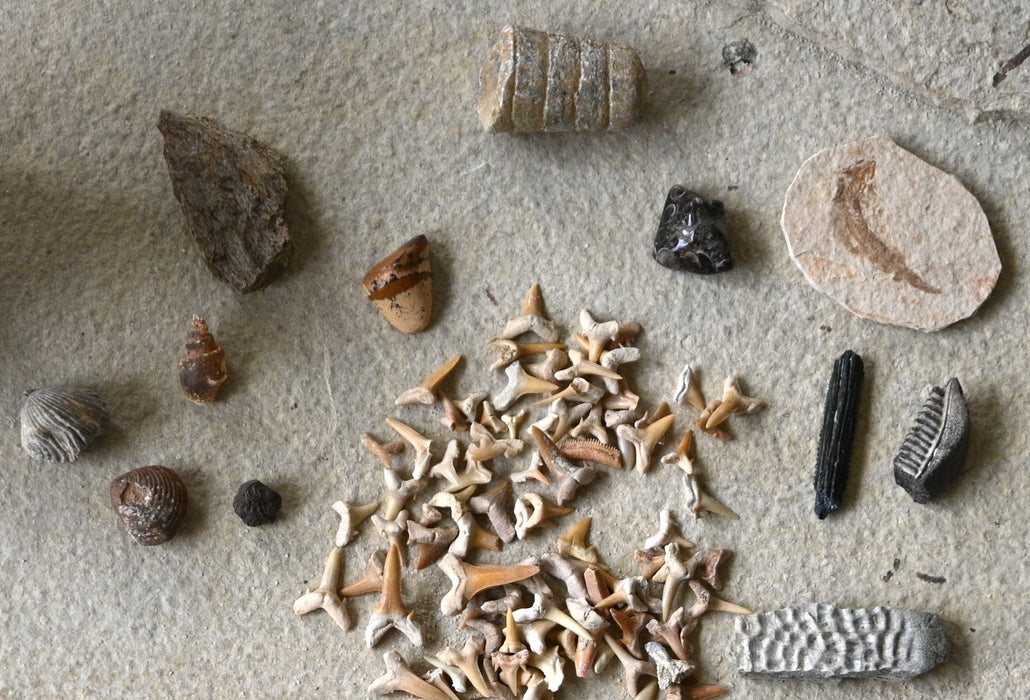 Mini Fossil Discovery Bucket