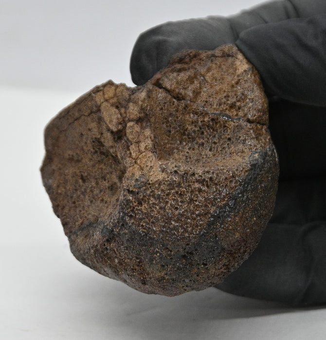 Hadrosaur Vertebra (Cervical?) | Judith River Formation | Montana